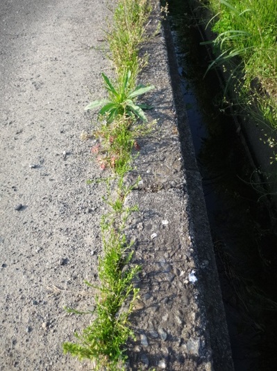 道路の草4月26日.jpg