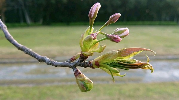 蕾4月5日1.jpg