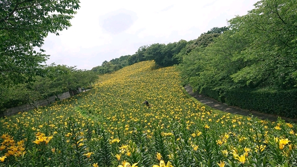 黄色のユリ全景.jpg