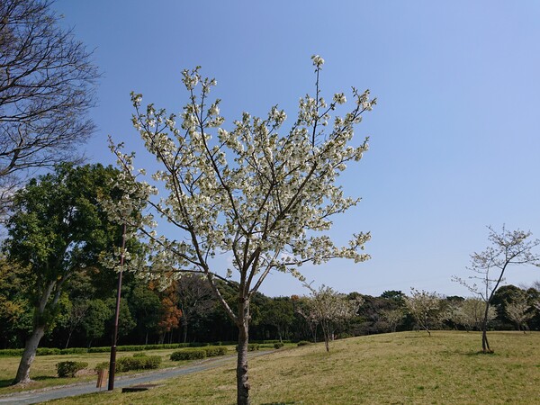 桜　全景.jpg