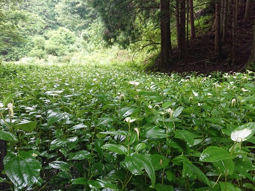 群生する半夏生.jpg