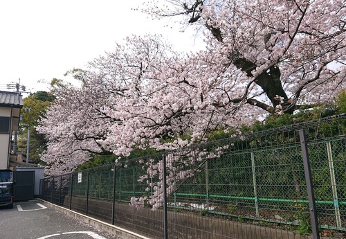 コンビニ駐車場の桜.jpg