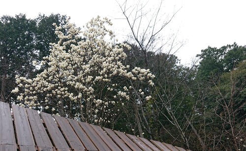 木蓮の花.jpg