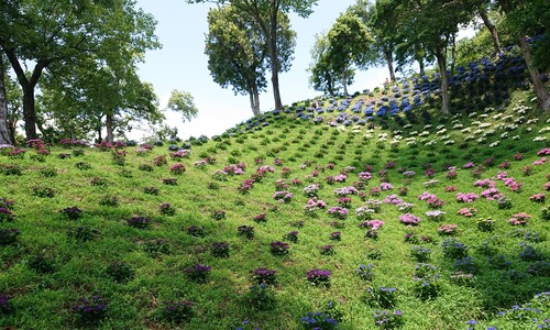斜面の紫陽花.jpg