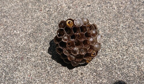 取ったハチの巣.jpg