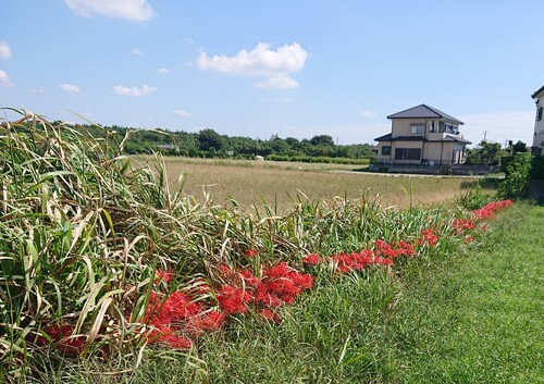 畑の彼岸花.jpg