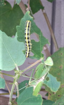 カマキリと蛾の対決.jpg