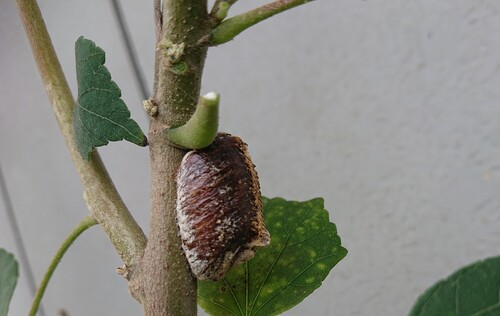 カマキリの卵.jpg