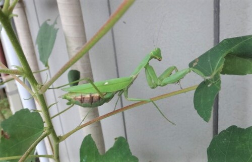 カマキリポーズ.jpg