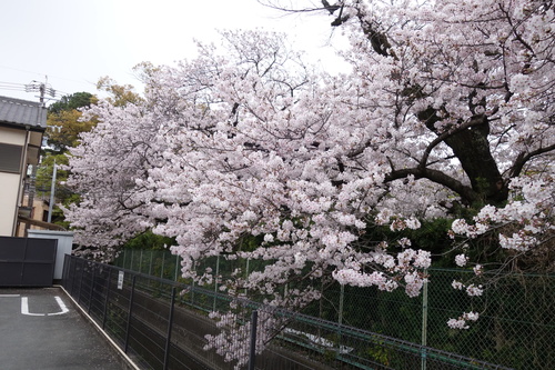 コンビニの桜満開.JPG