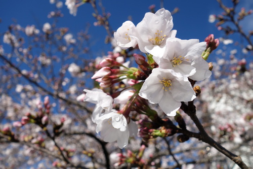 コンビニの桜.JPG