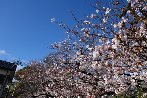 桜と青空.JPG