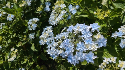 紫陽花青い.jpg
