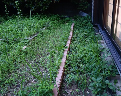 草がぼうぼう.JPG
