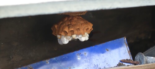 ハチの巣1.JPG