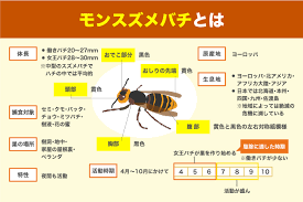モンスズメバチの説明.png
