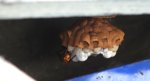 巣とモンスズメバチ.JPG