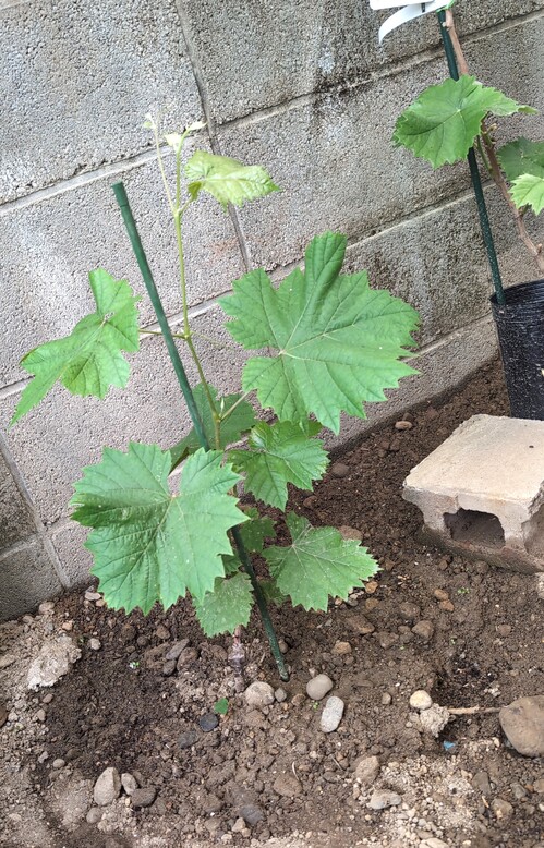 地植えにする2.jpeg