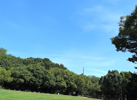 芝生広場の青空.jpeg