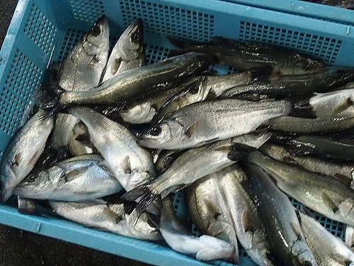 スズキは出世魚 セイゴ セイハチ マダカ スズキ 舞阪コーナー 浜松市中区相生町のスーパー Bi An Can ビアンカン