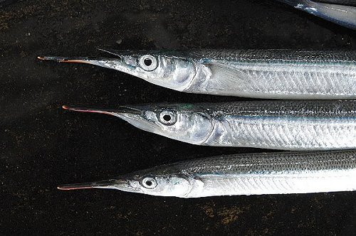 サヨリの便りは春の便り 糸造り 天ぷら 舞阪コーナー 浜松市中区相生町のスーパー Bi An Can ビアンカン