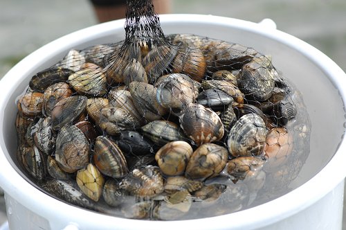 浜名湖アサリは春に殻が割れるほど 舞阪コーナー 浜松市中区相生町のスーパー Bi An Can ビアンカン