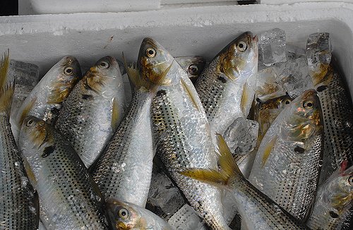 酢漬けでおいしいコノシロは金色美しい出世魚 舞阪コーナー 浜松市中区相生町のスーパー Bi An Can ビアンカン