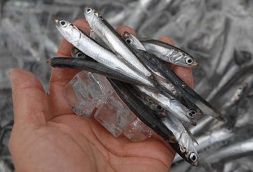 0411nikuk11.jpg
