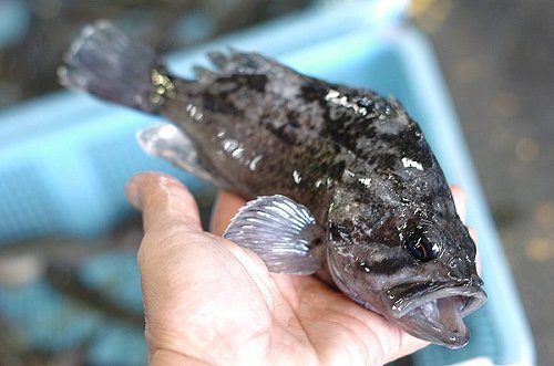 春の堤防釣り ソイはメバルと並ぶ高級煮魚 舞阪コーナー 浜松市中区相生町のスーパー Bi An Can ビアンカン