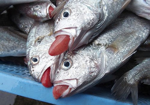 イシモチはグウグウとグチを言い鳴く魚 舞阪コーナー 浜松市中区相生町のスーパー Bi An Can ビアンカン