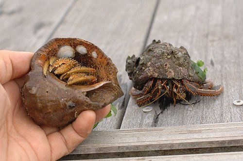 もうすぐ夏休み 浜名湖はヤドカリの宝庫 舞阪コーナー 浜松市中区相生町のスーパー Bi An Can ビアンカン