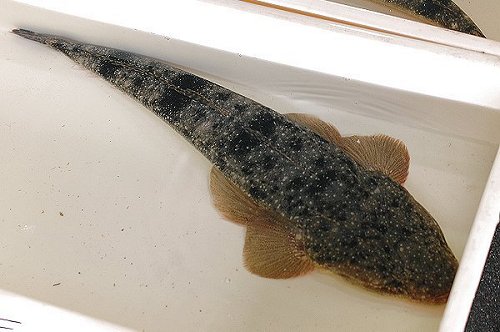 浜名湖マゴチの刺身はビアンカンで 舞阪コーナー 浜松市中区相生町のスーパー Bi An Can ビアンカン