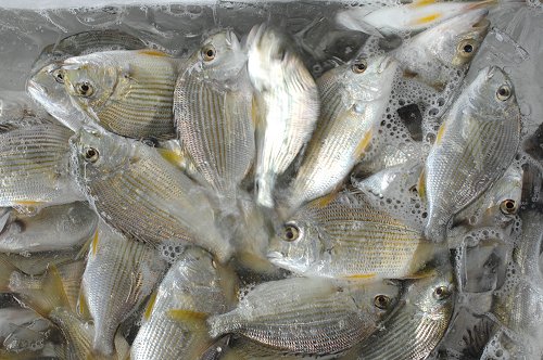 浜名湖涼景 小さなマンタイたち 舞阪コーナー 浜松市中区相生町のスーパー Bi An Can ビアンカン