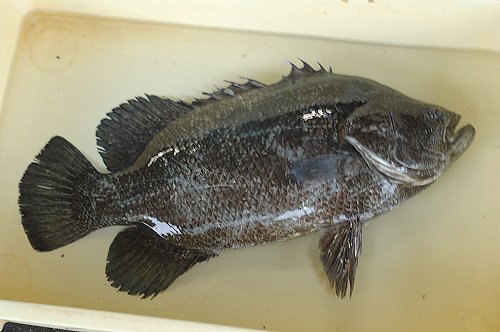 浜名湖のシーラカンスことマツダイ 舞阪コーナー 浜松市中区相生町のスーパー Bi An Can ビアンカン 浜名湖のシーラカンスことマツダイ 舞阪コーナー 浜松市中区相生町のスーパー Bi An Can ビアンカン