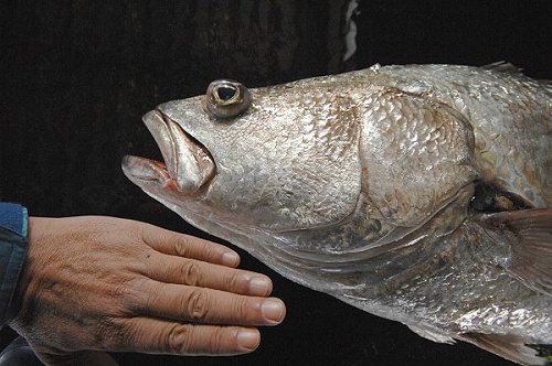 イシモチに似た1メートルkgもの大魚ニベ 舞阪コーナー 浜松市中区相生町のスーパー Bi An Can ビアンカン