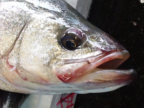 雨降れば巨魚スズキの港 浜名湖雄踏港市場 舞阪コーナー 浜松市中区相生町のスーパー Bi An Can ビアンカン 雨降れば巨魚スズキの港 浜名湖雄踏港市場 舞阪コーナー 浜松市中区相生町のスーパー Bi An Can ビアンカン