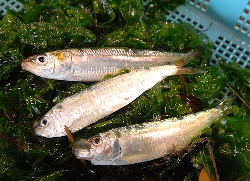 浜名湖のママカリ ハンダ サッパ 舞阪コーナー 浜松市中区相生町のスーパー Bi An Can ビアンカン 浜名湖のママカリ ハンダ サッパ 舞阪コーナー 浜松市中区相生町のスーパー Bi An Can ビアンカン