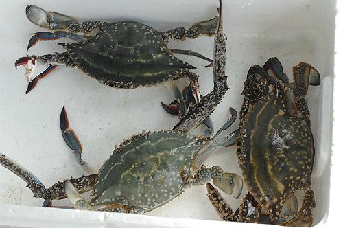 浜名湖ワタリガニ大きく育つ12月 舞阪コーナー 浜松市中区相生町のスーパー Bi An Can ビアンカン