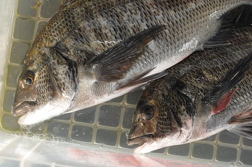 浜名湖に棲むタイ クロダイ キビレ 舞阪コーナー 浜松市中区相生町のスーパー Bi An Can ビアンカン