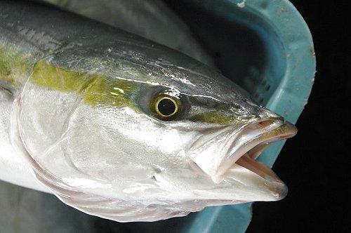 ブリ 鰤 は師走においしくなる魚 イナダ アブ 舞阪コーナー 浜松市中区相生町のスーパー Bi An Can ビアンカン