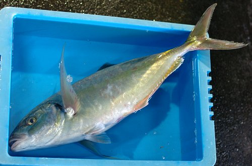 浜名湖の実力65センチのシマアジ獲れる 舞阪コーナー 浜松市中区相生町のスーパー Bi An Can ビアンカン